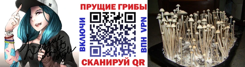 Галлюциногенные грибы Psilocybe  Миллерово 